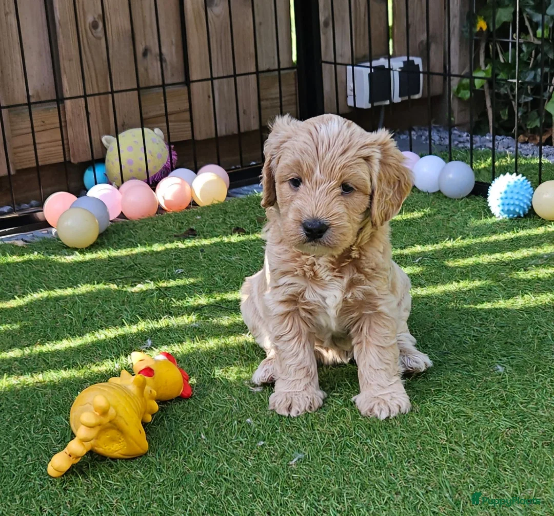 Australian Labradoodle honden te koop: Gastgezin gezocht voor teefje  - Advertentie 2