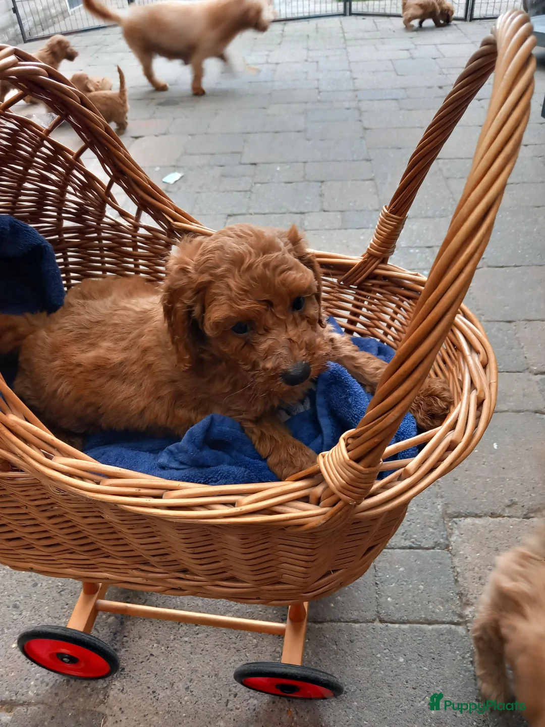 Maltipoo honden te koop: Mooie speelse maltipoo pups in Sint-Oedenrode - Advertentie 2