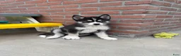 Pomsky honden te koop: Lieve Pomsky pups MOGEN VERHUIZEN  - Advertentie 9