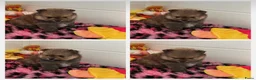Pomeriaan honden te koop: Pomeriaan puppy’s  - Advertentie 6