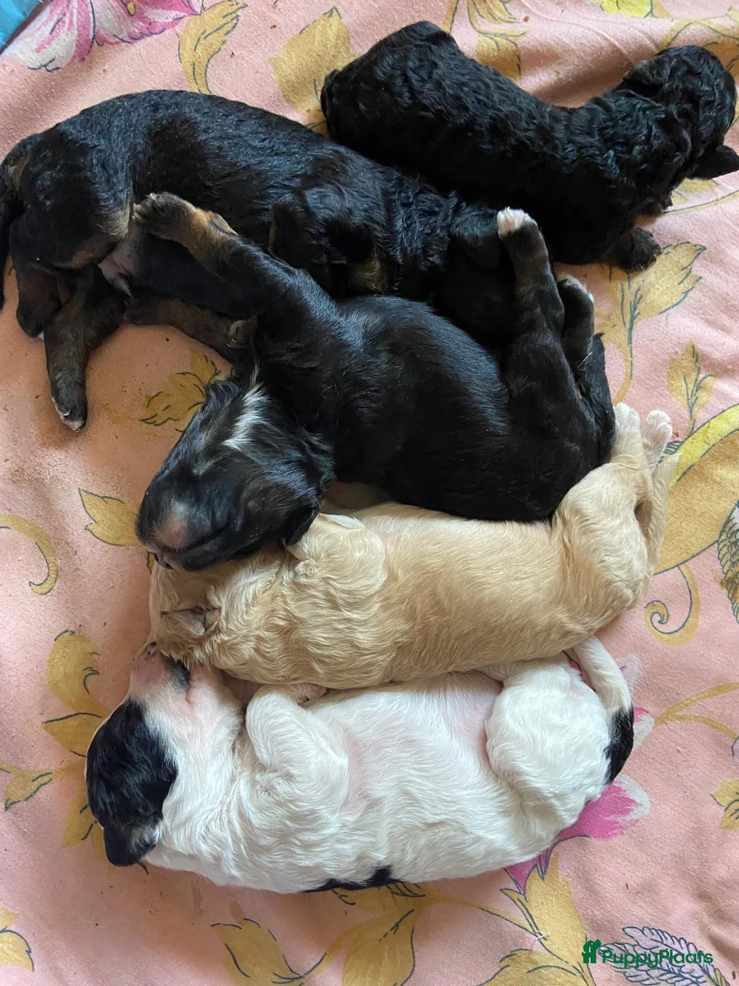 Australian Labradoodle honden te koop: 5 lieve pups uit 2e nestje van Bonnie en Cooper - Advertentie 1