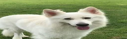 Zwitserse Witte Herdershond honden te koop: Zwitserse witte herder pups - Advertentie 14