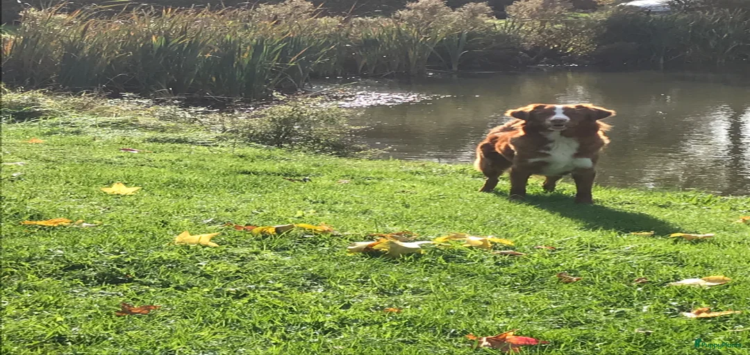 Galerij afbeelding {{count}}