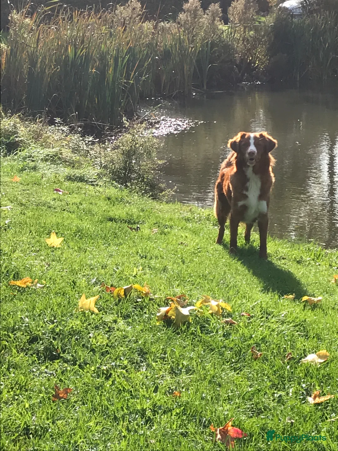 Galerij afbeelding {{count}}