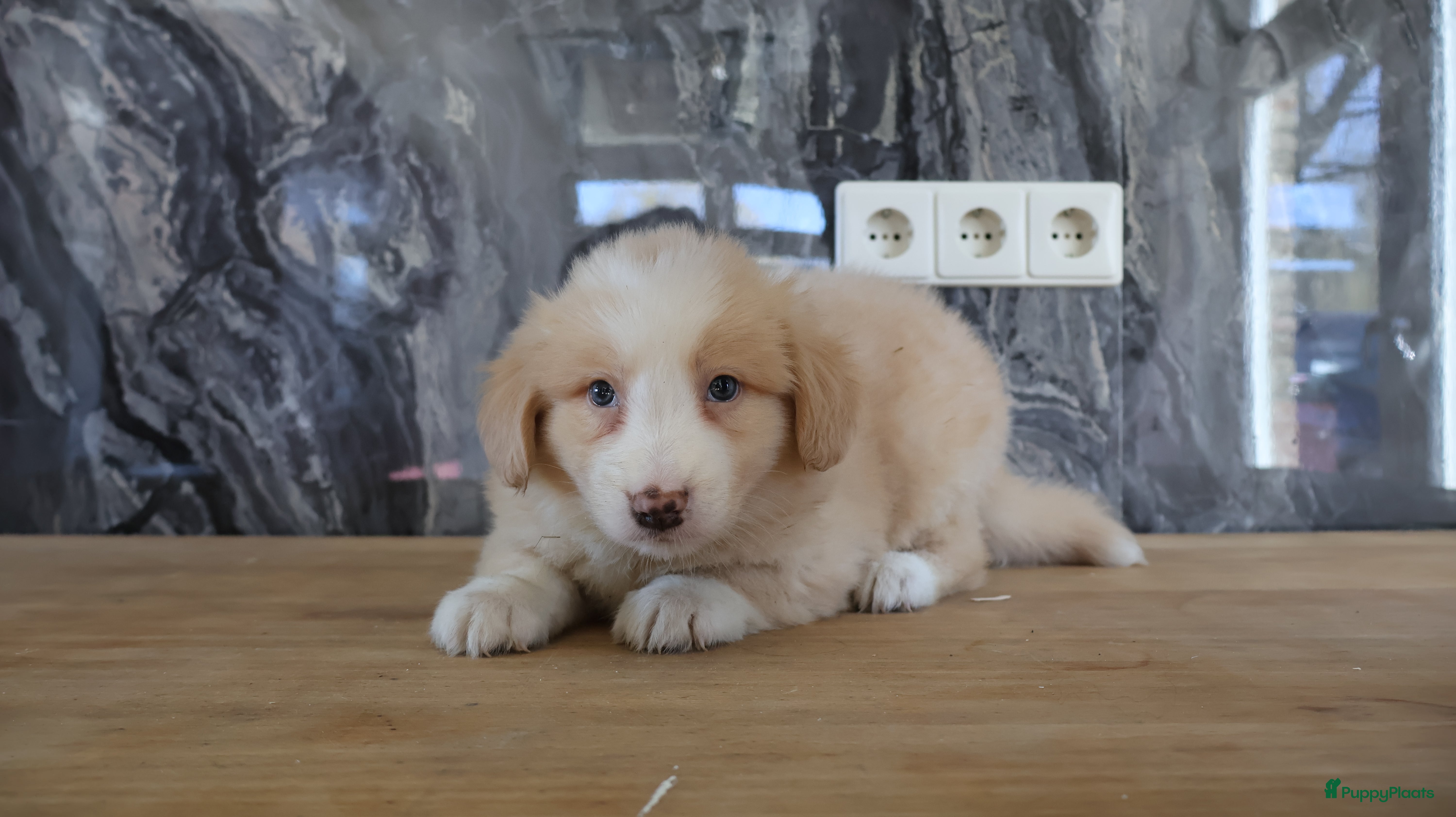 Nova Scotia Duck Tolling Retriever honden novia scotia duck x toller retriever pups te koop - Advertentie 1