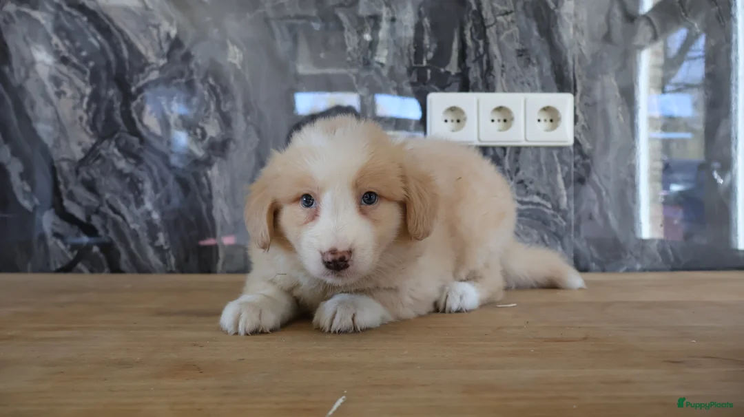 Nova Scotia Duck Tolling Retriever honden te koop: novia scotia duck x toller retriever pups te koop - Advertentie 1