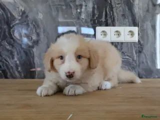 Nova Scotia Duck Tolling Retriever honden novia scotia duck x toller retriever pups te koop - Advertentie 2