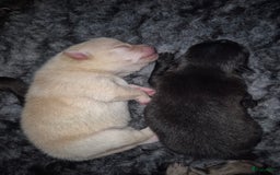 Pomchi honden te koop: Pomchi pups - Afbeelding 3