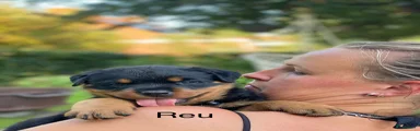 Rottweiler 9