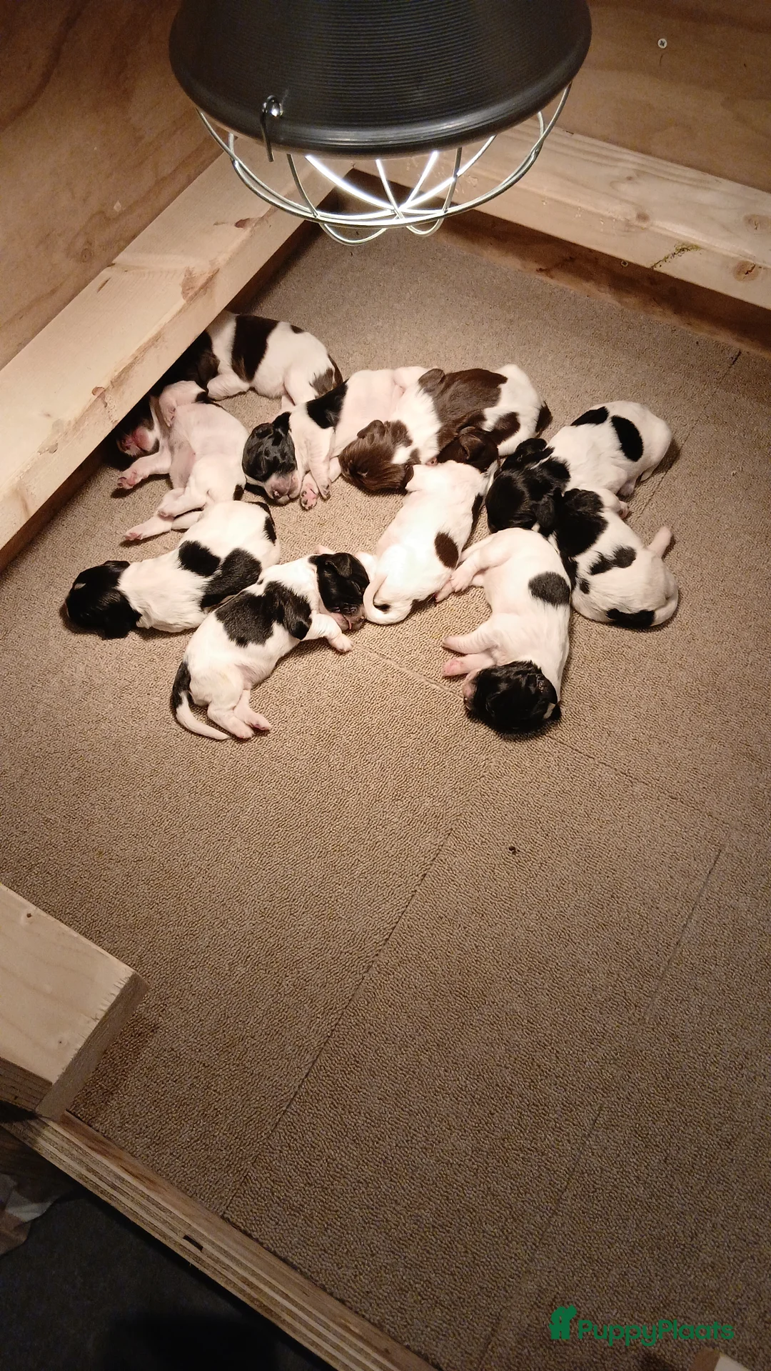 Engelse Springer Spaniel honden te koop: Engelse Springers Spaniel - Advertentie 6