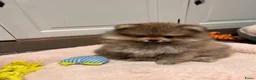 Pomeriaan honden te koop: 🌺Pomeranian 🌺 - Advertentie 7