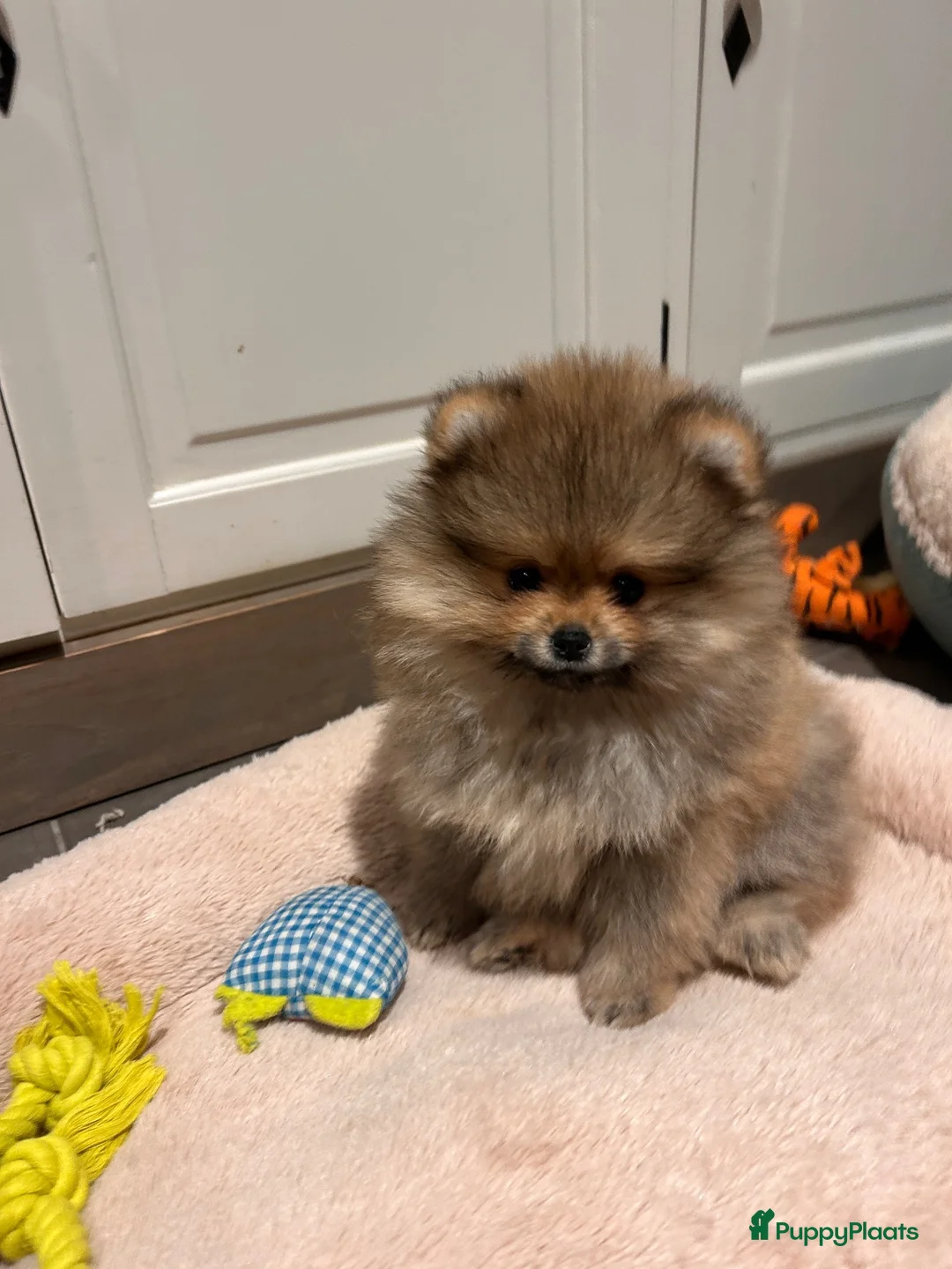 Pomeriaan honden te koop: 🌺Pomeranian 🌺 - Advertentie 7