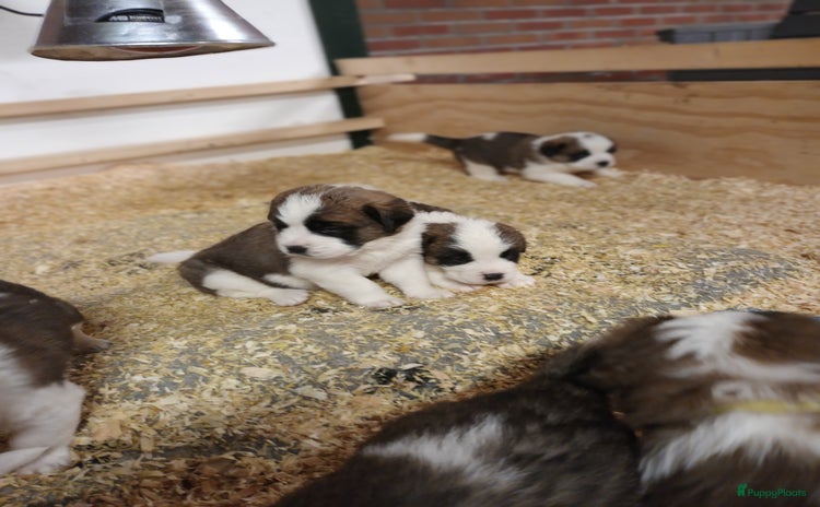 Sint Bernard honden Sint Bernard pups - Advertentie 11