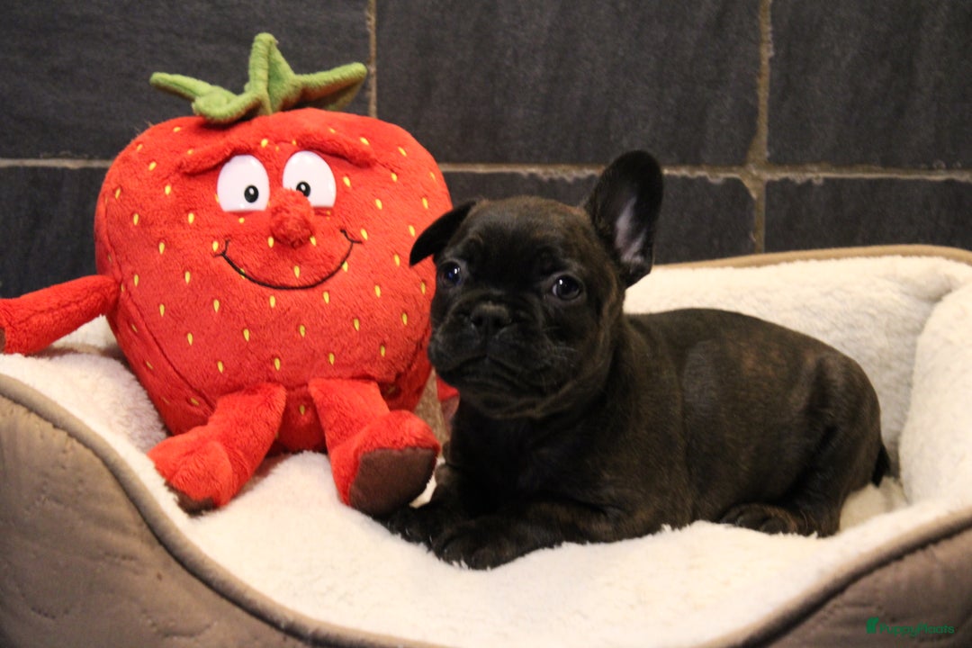 Franse Bulldog honden te koop: Franse Bulldog pups - Advertentie 14