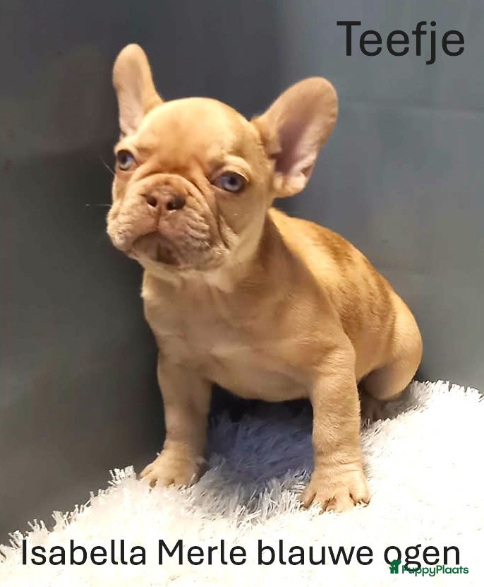 Franse Bulldog honden Franse Bulldog Pups RedFawn/ Fawn/ Isabella - Advertentie 1