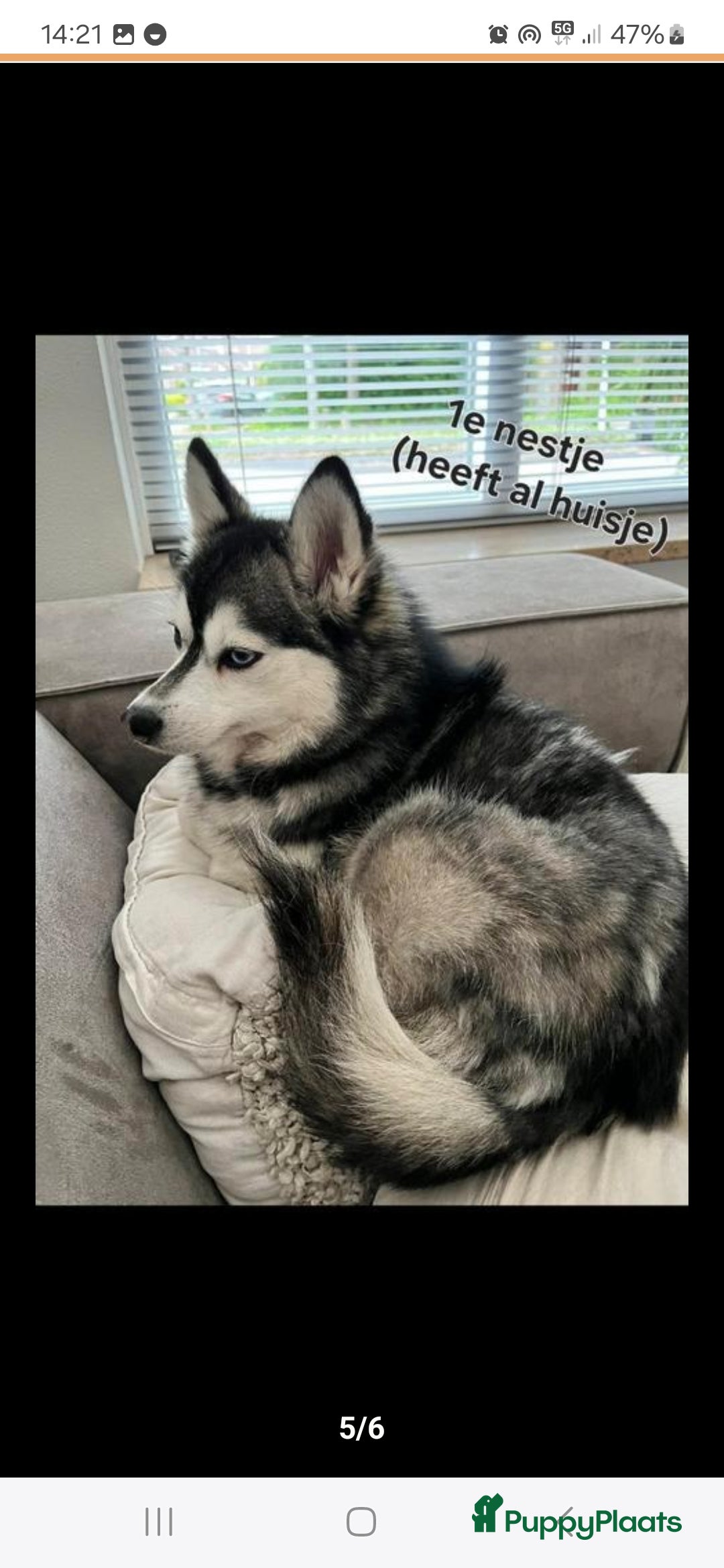 Pomsky honden te koop: Pomsky f3b pups (75%Husky 25%pomarian  - Advertentie 3