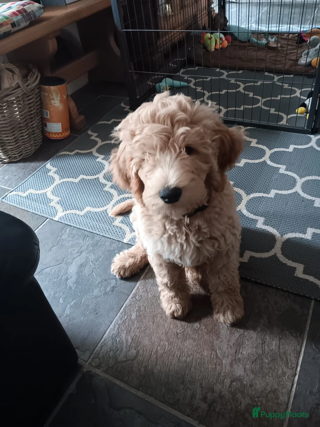 Labradoodle honden ter dekking: KNAPPE AUSTRALIAN LABRADOODLE DEKREU in Breda - Advertentie 30