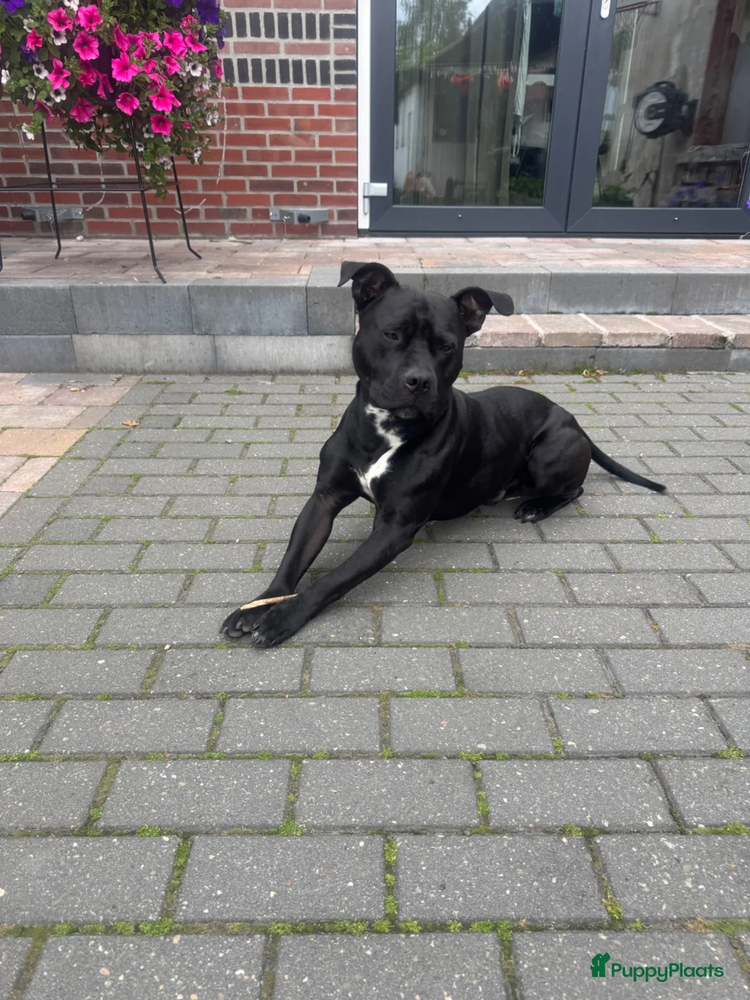 American Staffordshire Terriër honden te koop: Lieve Amerikaanse Stafford  - Advertentie 1
