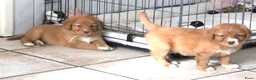 Nova Scotia Duck Tolling Retriever honden te koop: Prachtige nova scotia duck tolling retriever pups - Advertentie 16