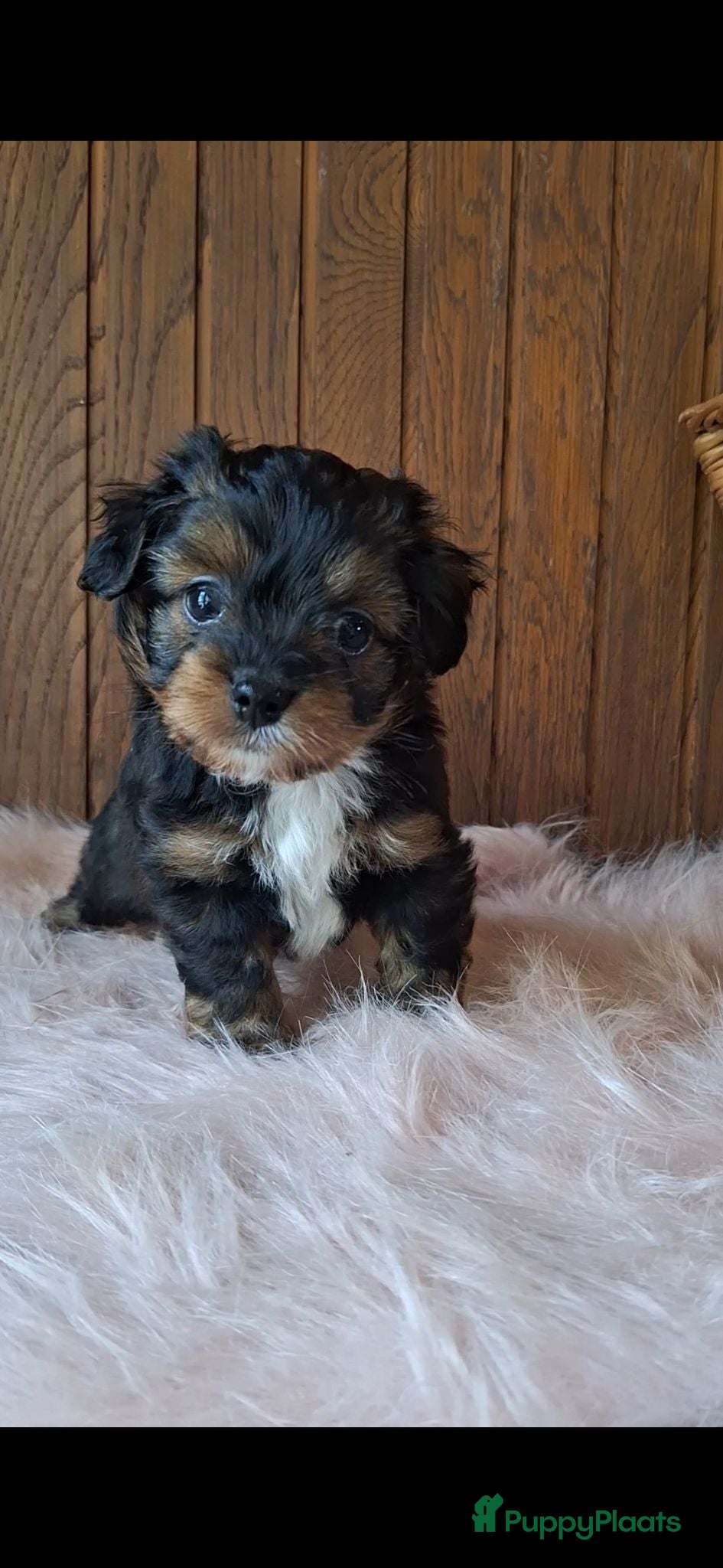 Kruising honden Mooie driekleuringe boompoo pups!🐾 - Advertentie 2