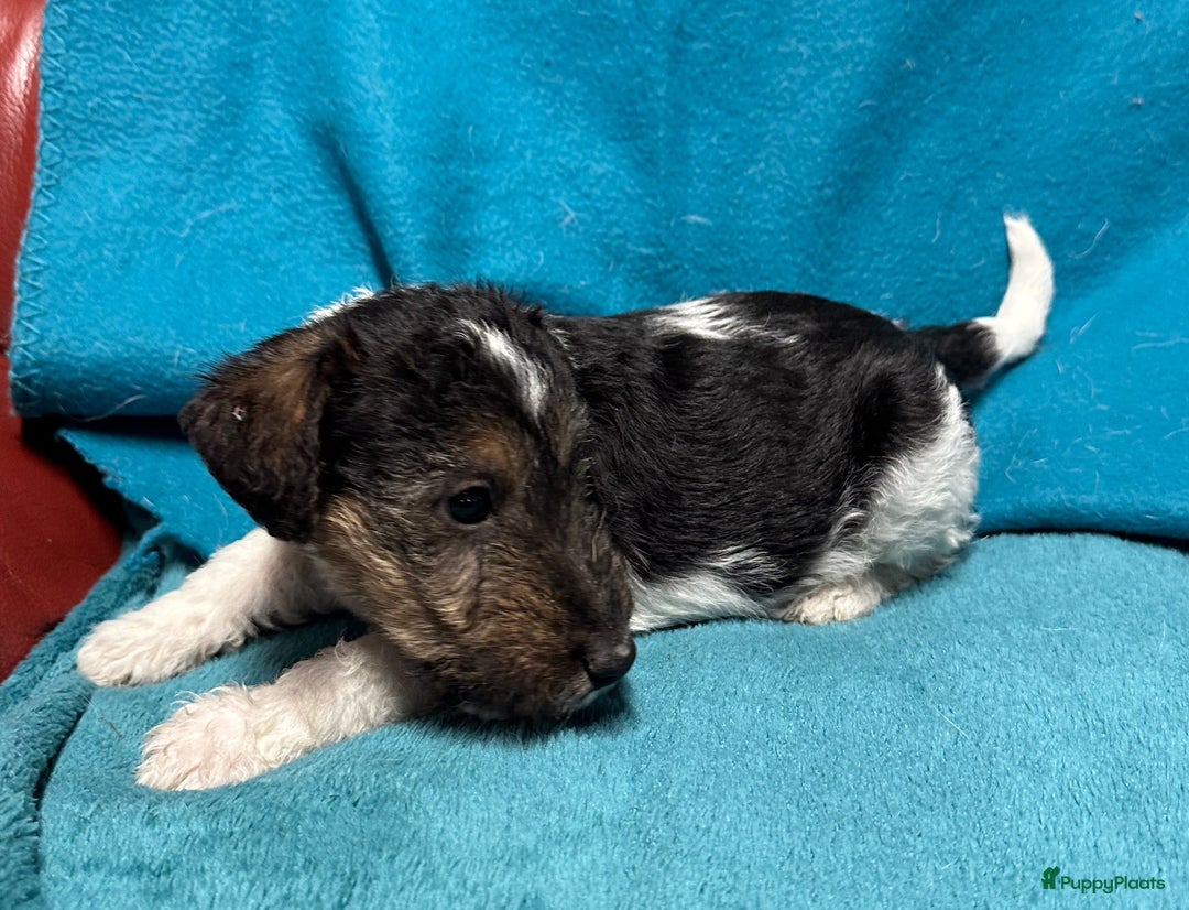 Fox Terriër Draadhaar honden te koop: Fox terrier draadhaar pups - Advertentie 9
