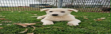 Zwitserse Witte Herdershond Puppy 1