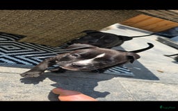 Amerikaanse Bully honden te koop: Pocket bully black - Afbeelding 8