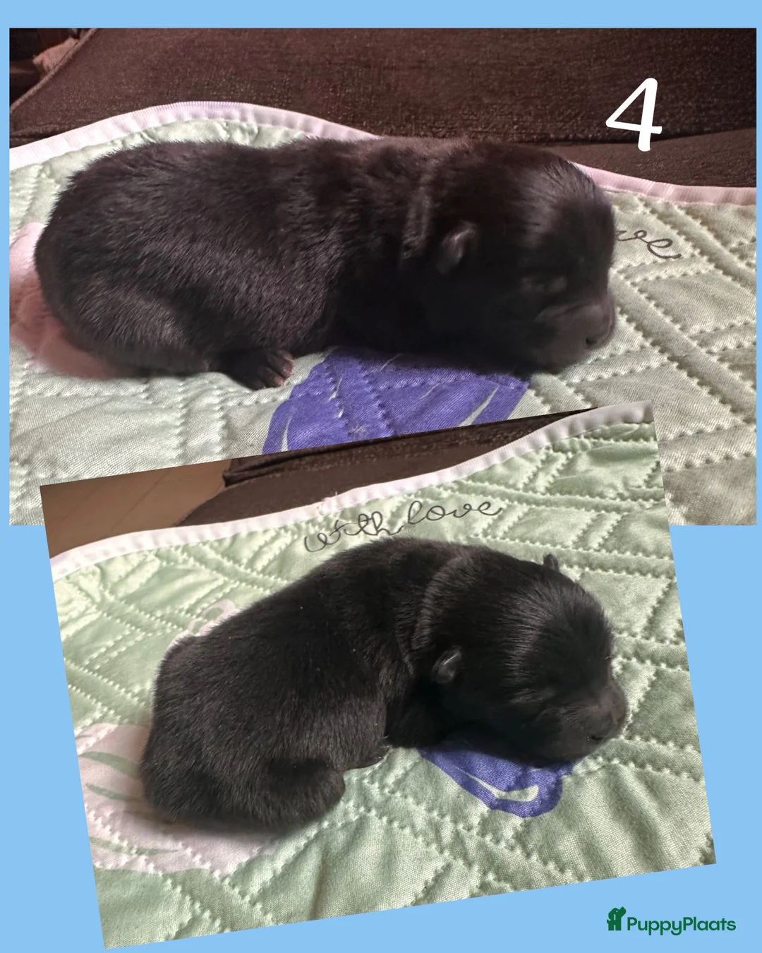 Chow Chow honden te koop: Mini Chow chow - Advertentie 5