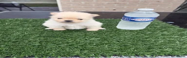 Pomeriaan 1