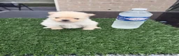 Pomeriaan honden te koop: Twee prachtige raszuivere Pomeranian beschikbaar - Advertentie 10