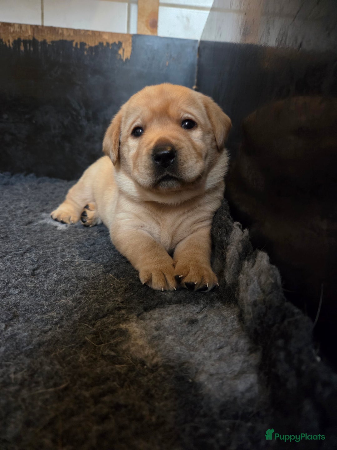 Labrador Retriever honden te koop: Mooie labrador pups - Advertentie 13