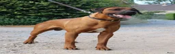 Rhodesian Ridgeback honden te koop: Rhodesian Ridgeback pups met stamboom  in Apeldoorn - Advertentie 17
