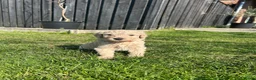 Labradoodle honden te koop: Schattige labradoodles medium/ 17 april ophalen  - Advertentie 6