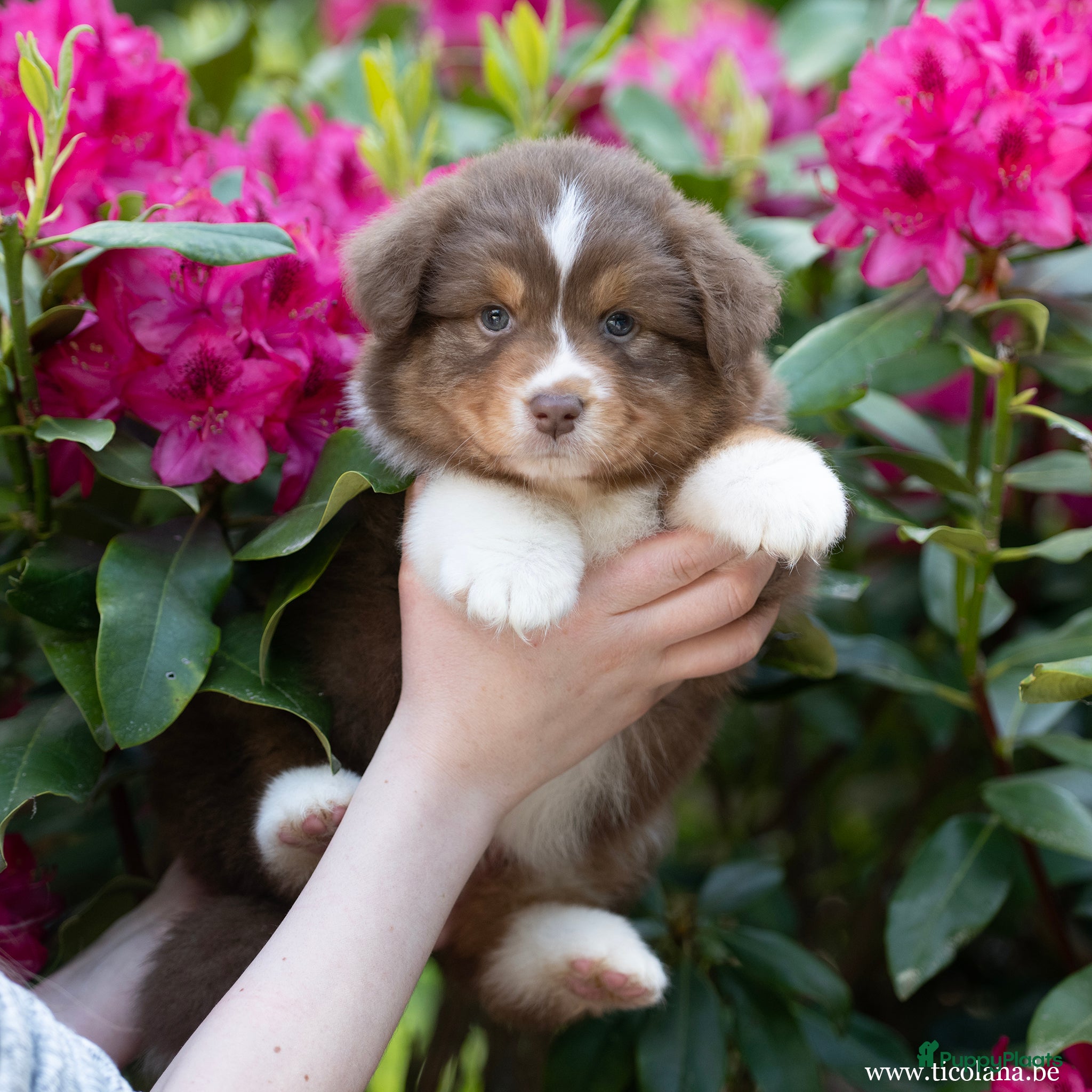 Australian Shepherd honden Australian shepherd pups - Advertentie 2