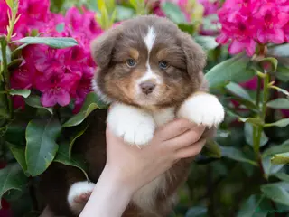 Australian Shepherd honden Australian shepherd pups - Advertentie 2