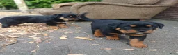 Rottweiler honden te koop: Super leuke en lieve rottweiler pups - Advertentie 6