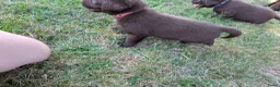 Labrador Retriever honden te koop: Prachtige super sociale labrador pups  - Advertentie 14