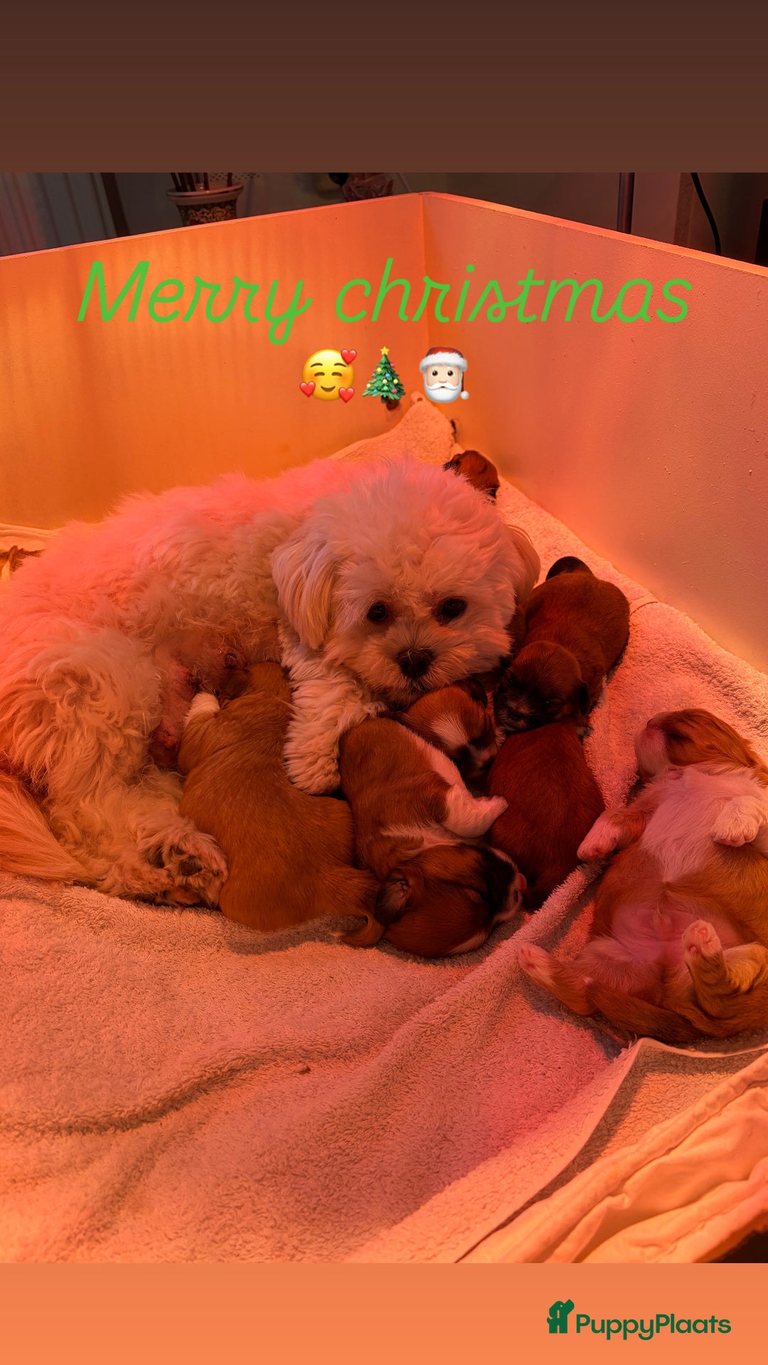 Boomer honden te koop: Heel lieve en prachtige 100% Boomer pups  - Advertentie 2