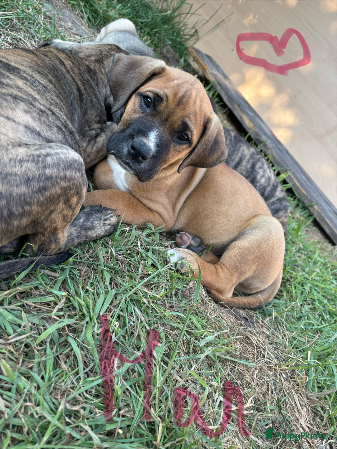 Kruising honden te koop: Mooie Presa/Fila 🥰 mastiff pups zoeken personeel  - Afbeelding 29