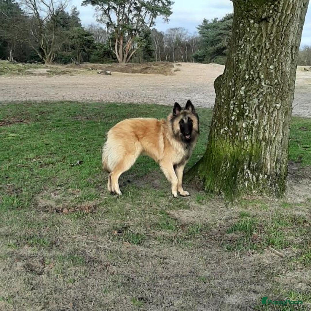 Tervuerense Herder honden te koop: Tervuerense herder pups - Afbeelding 10