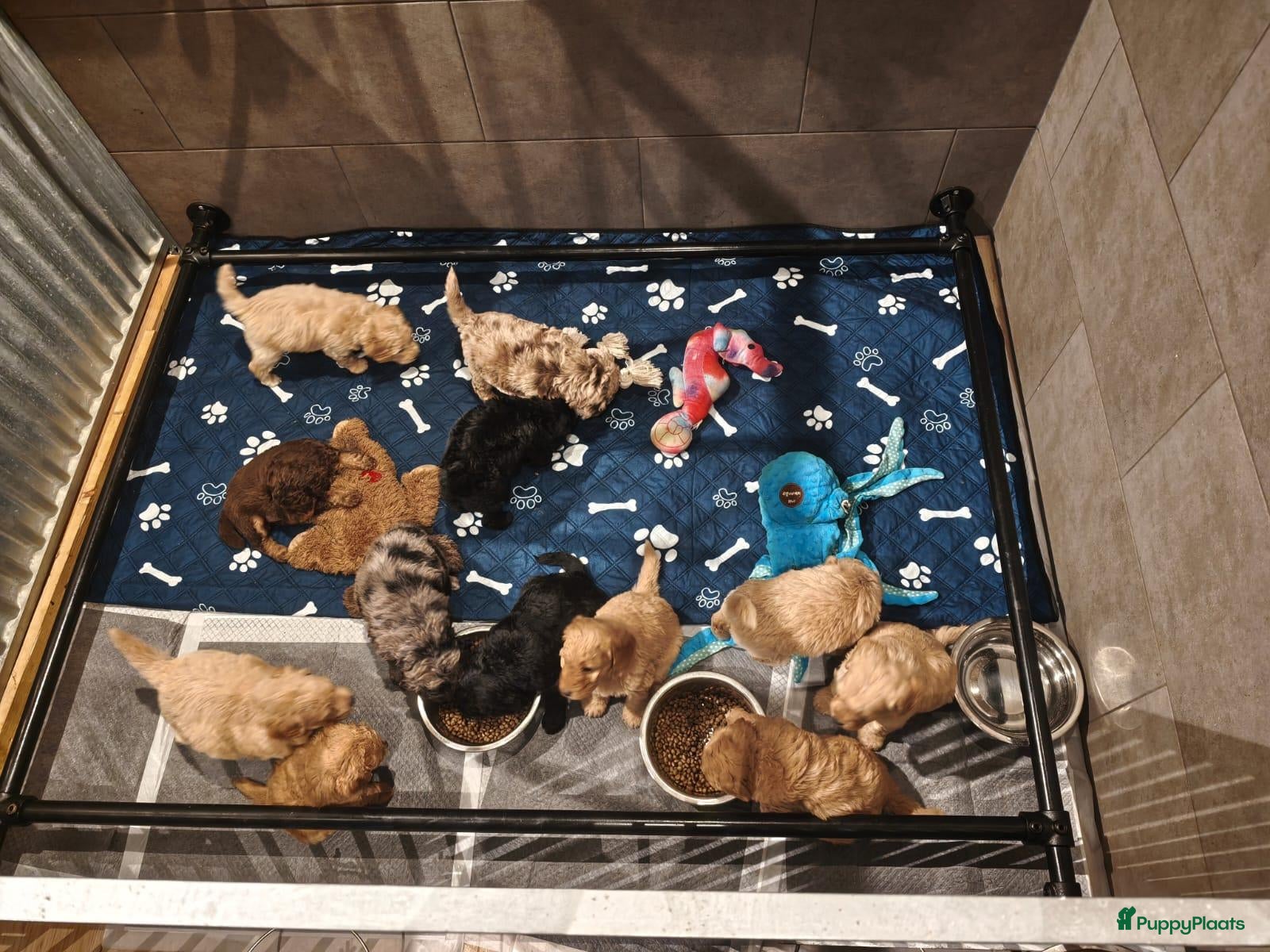 Kruising honden Multigen Bernedoodle Medium pups beschikbaar - Advertentie 1