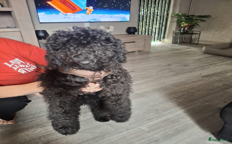 Labradoodle honden - Advertentie 2