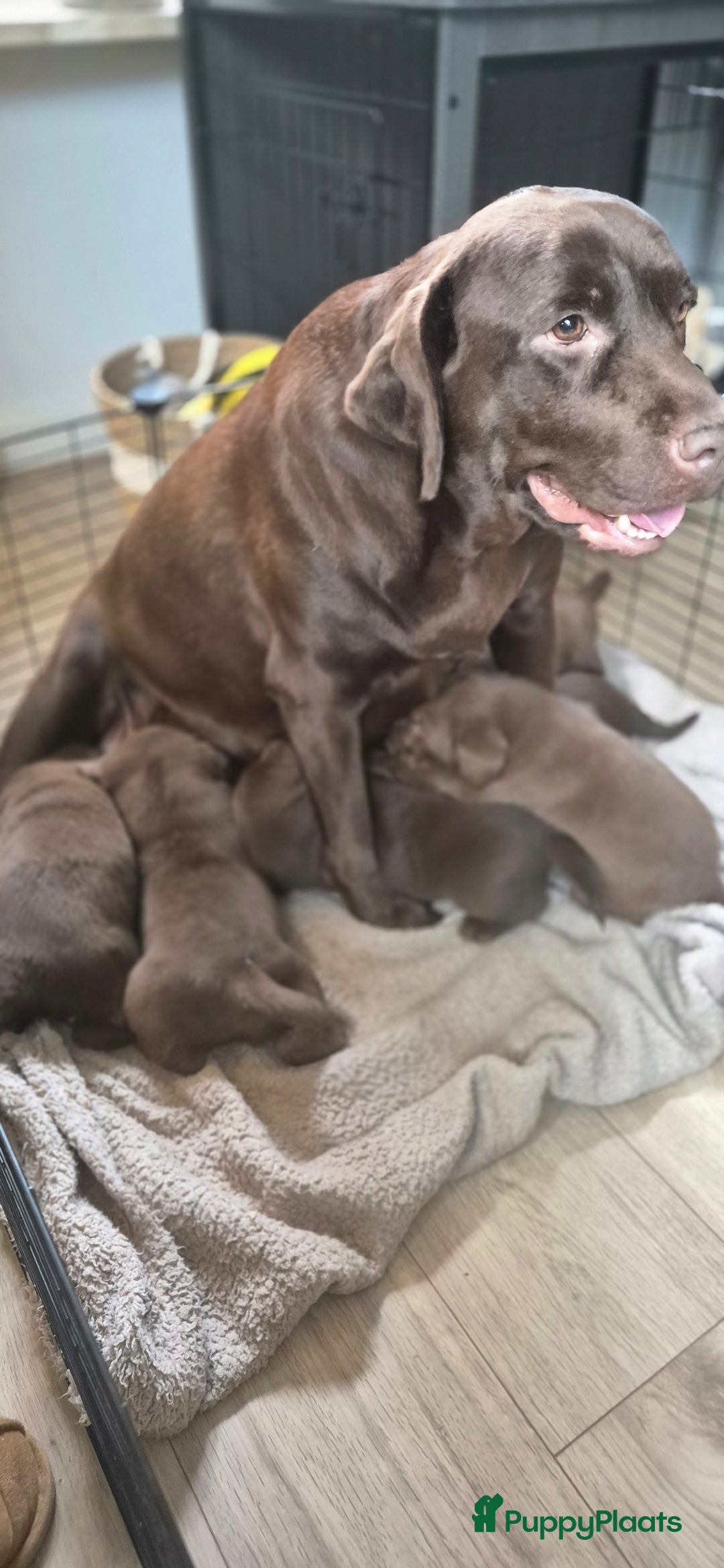 Labrador Retriever honden te koop: Chocolade bruine Labrador Pups - Advertentie 3