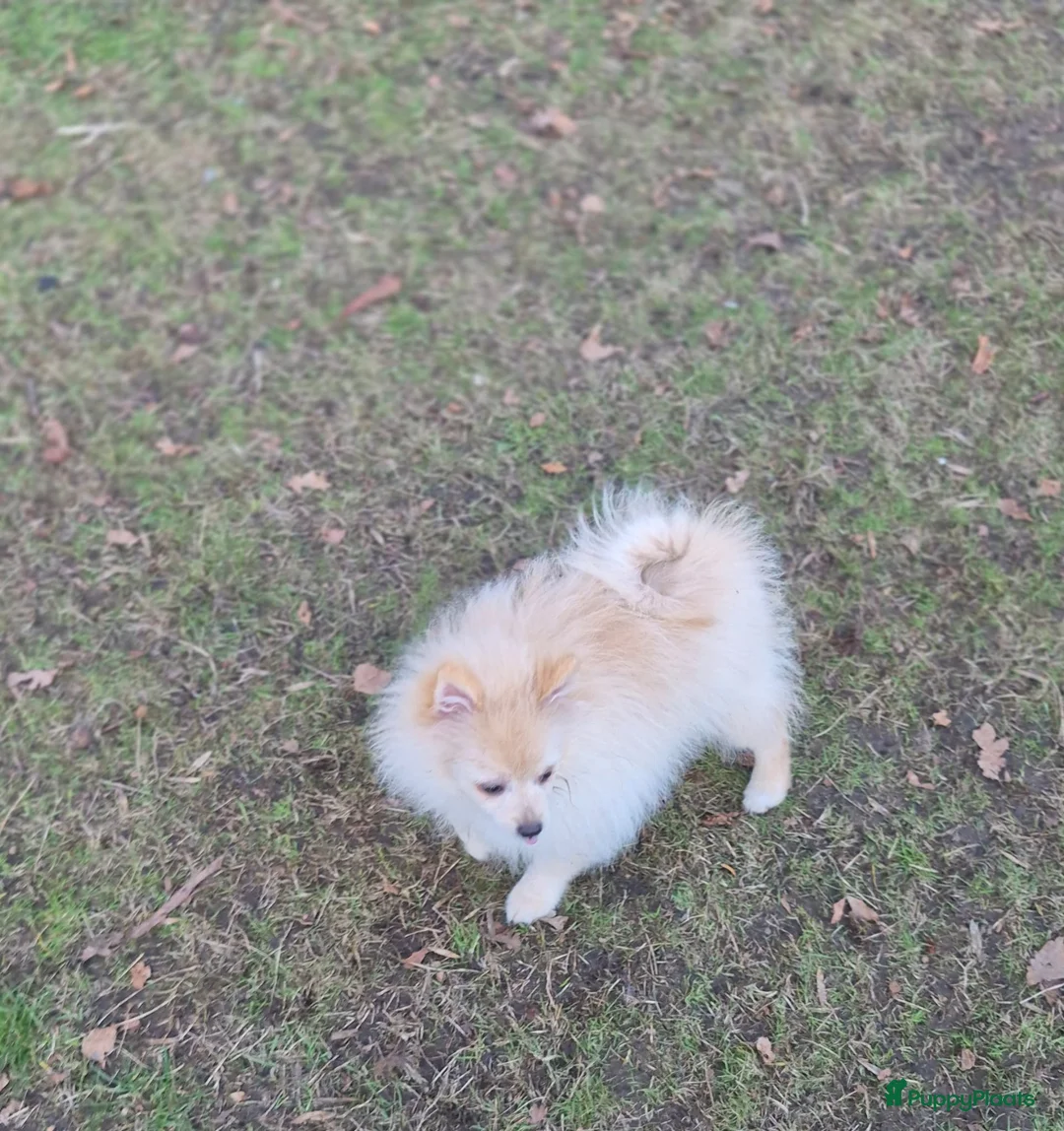 Pomeriaan honden te koop: VREUGDE VOOR ELKE ZORGZAME FAMILIE!!! - Advertentie 9