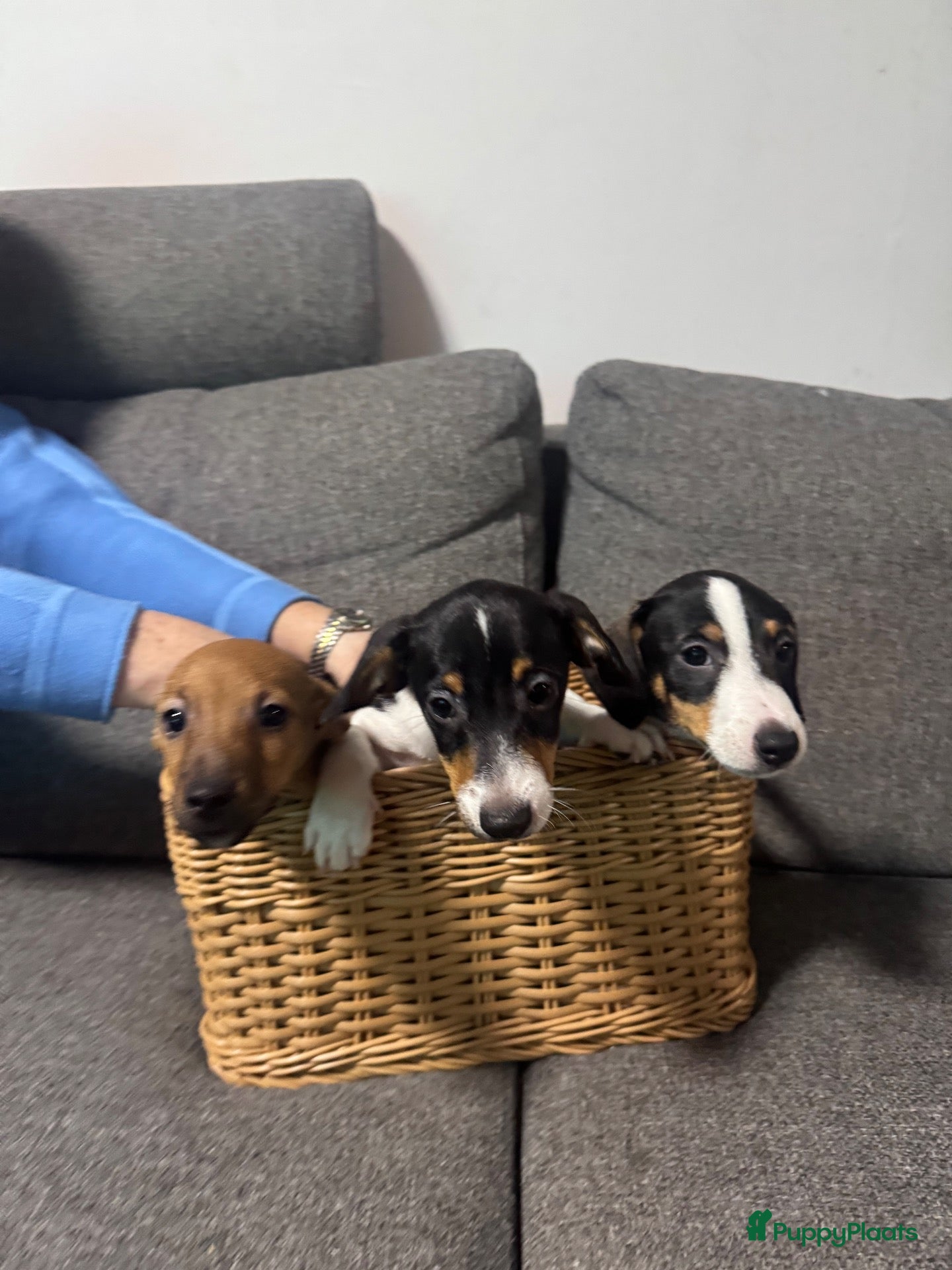 Jack Russel Terriër honden Jackrussel puppy’s  - Advertentie 3