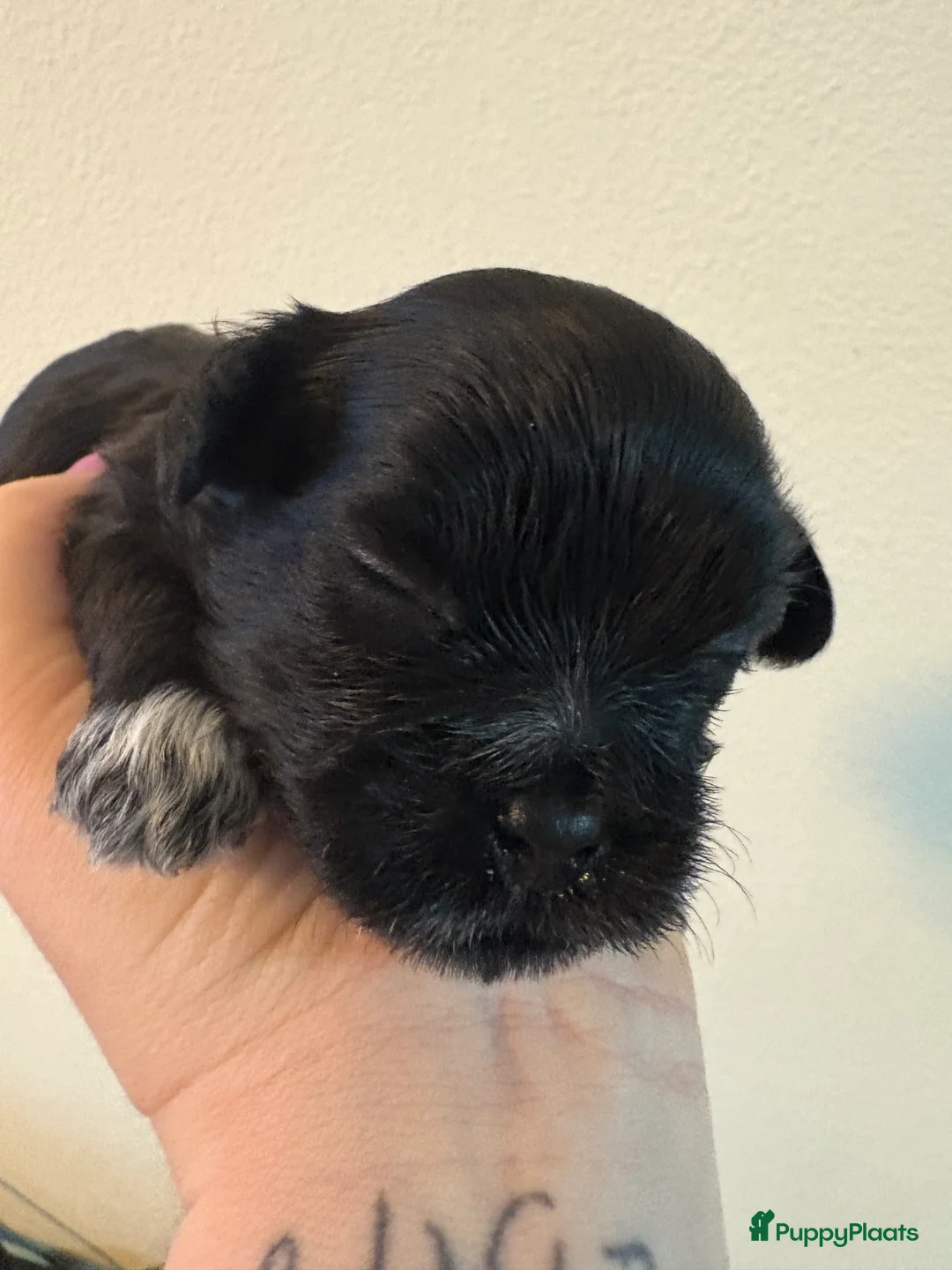 Shih Tzu honden te koop: Boomertjes - Advertentie 3