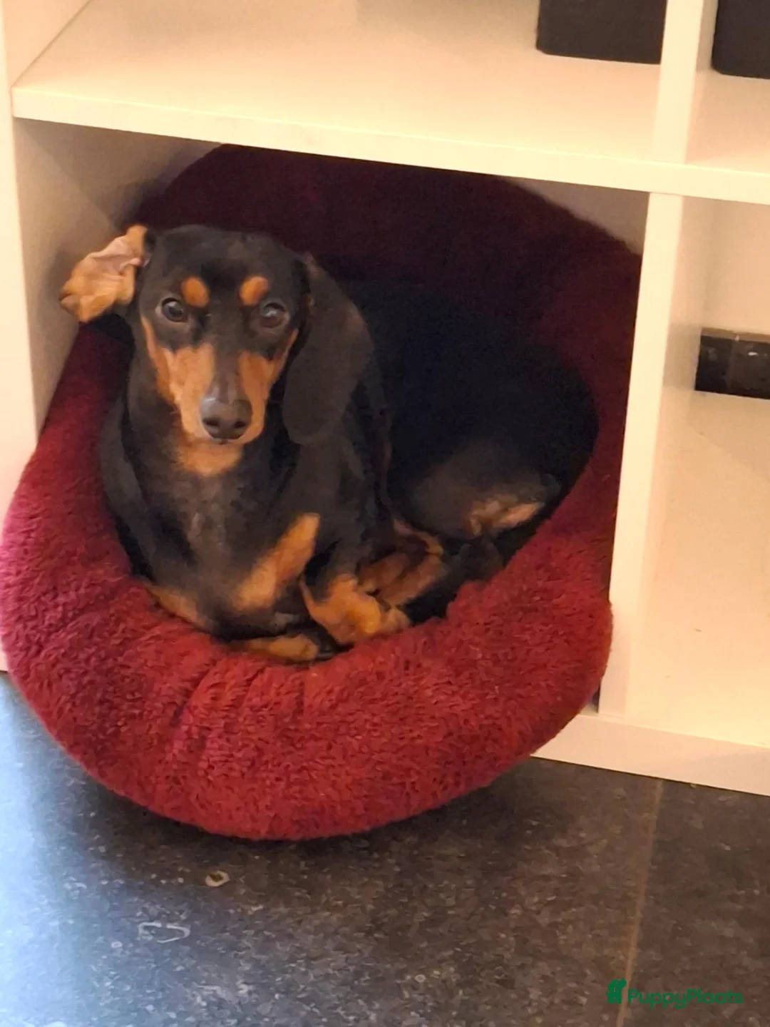 Dwergteckel honden te koop: Dwergteckel in Achtmaal - Advertentie 1