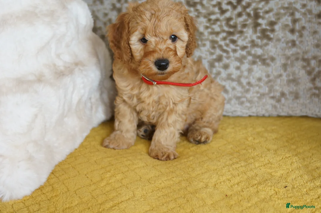 Maltipoo honden te koop: maltipoo pup beide ouders aanwezig en getest - Advertentie 8