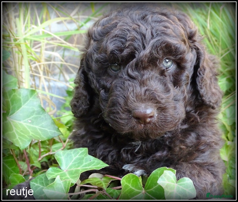 Labradoodle honden Mini Labradoodle pups. +/- 40 cm - Advertentie 1