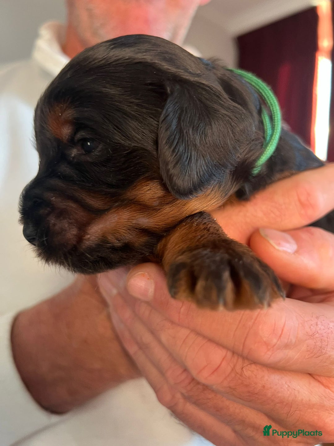 Kruising honden te koop: Labradoodle pups - Advertentie 6